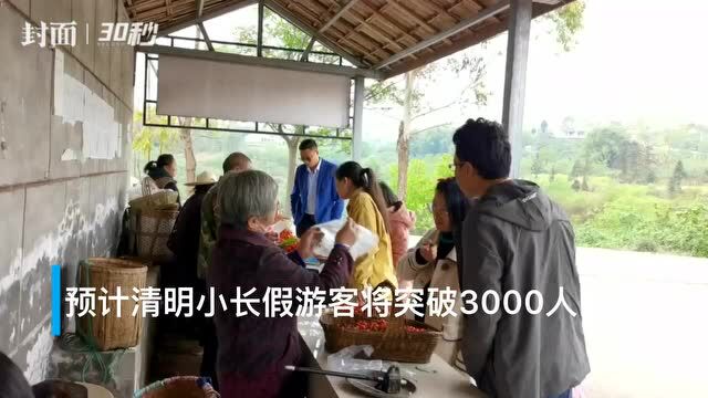 平均每天上千人采摘樱桃 四川荣县茨芭坳村1000亩醉妃红樱桃迎来川渝游客