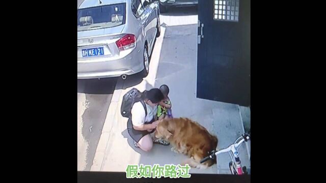 狗狗的治癒,可能我们不懂.一只金毛犬和路人的感情.