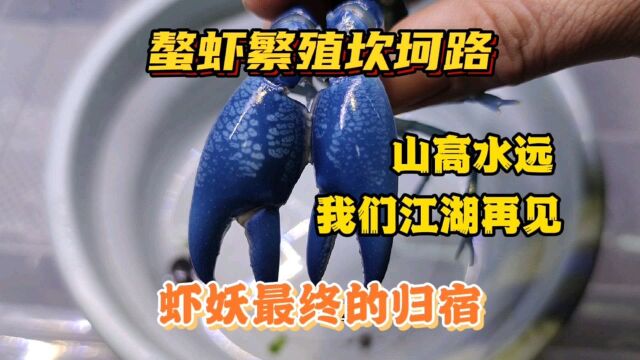 螯虾繁殖坎坷路,山高水长江湖再见,虾妖的最终归宿