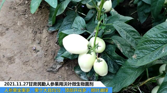 水溶肥甘肃民勤人参果用夫沃施沃叶微生物菌剂坐果多,果个大且均匀,顶部开花多,新叶油绿