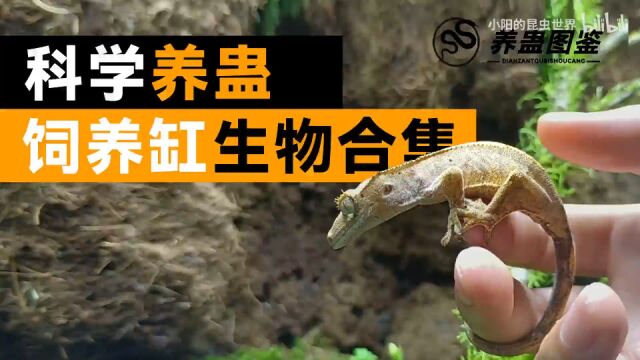 【科学养蛊】饲养缸里的神奇生物