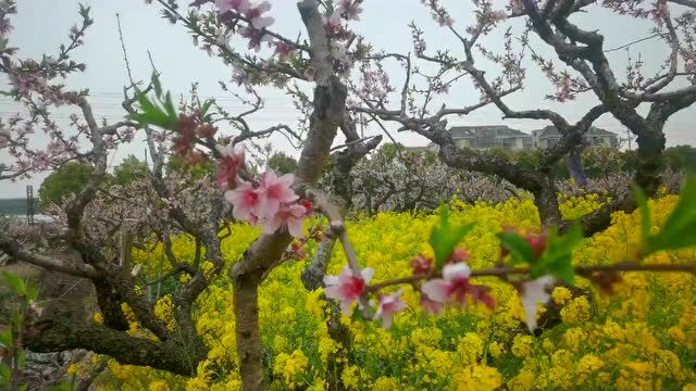 大地之子二篇:桃林深处是我家、清明戴柳逐燕飞