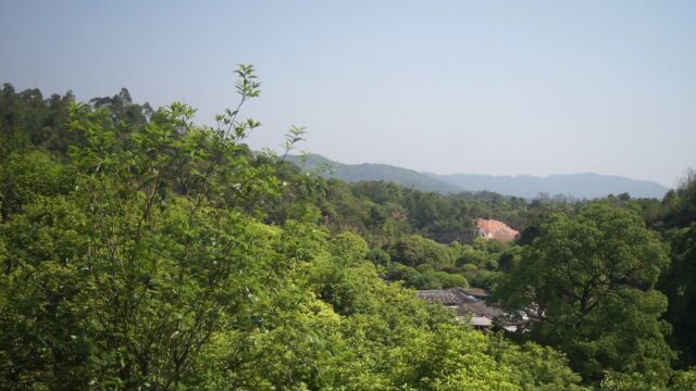 桂花山庄依靠自身优势和特色而打造成岭南桂花树文化基地