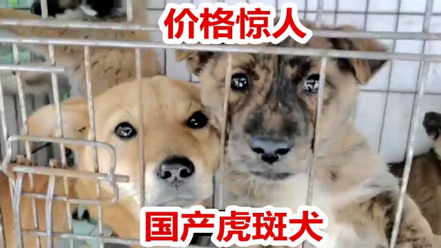 国产顶级虎斑猎犬,狗主人开价令人意外,田园犬表现喜人