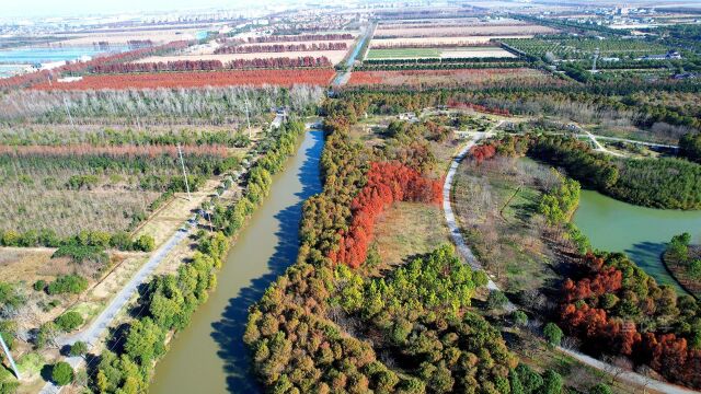 航拍上海海湾国家森林公园2