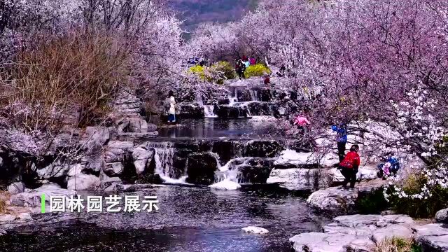 全国首个国家植物园成立!竟然还有“猴”面包?游玩攻略看这里~