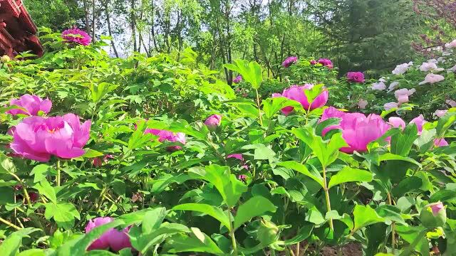 五一出游,莫错过“家门口”的风景!鸡冠洞高山牡丹游园会等你来... ...