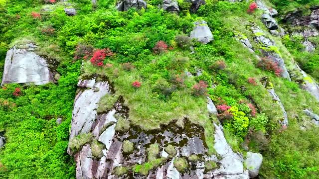 视频丨南岳:高山杜鹃迎客来