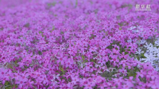 重庆巫溪:红池坝云中芝樱“花开成海”