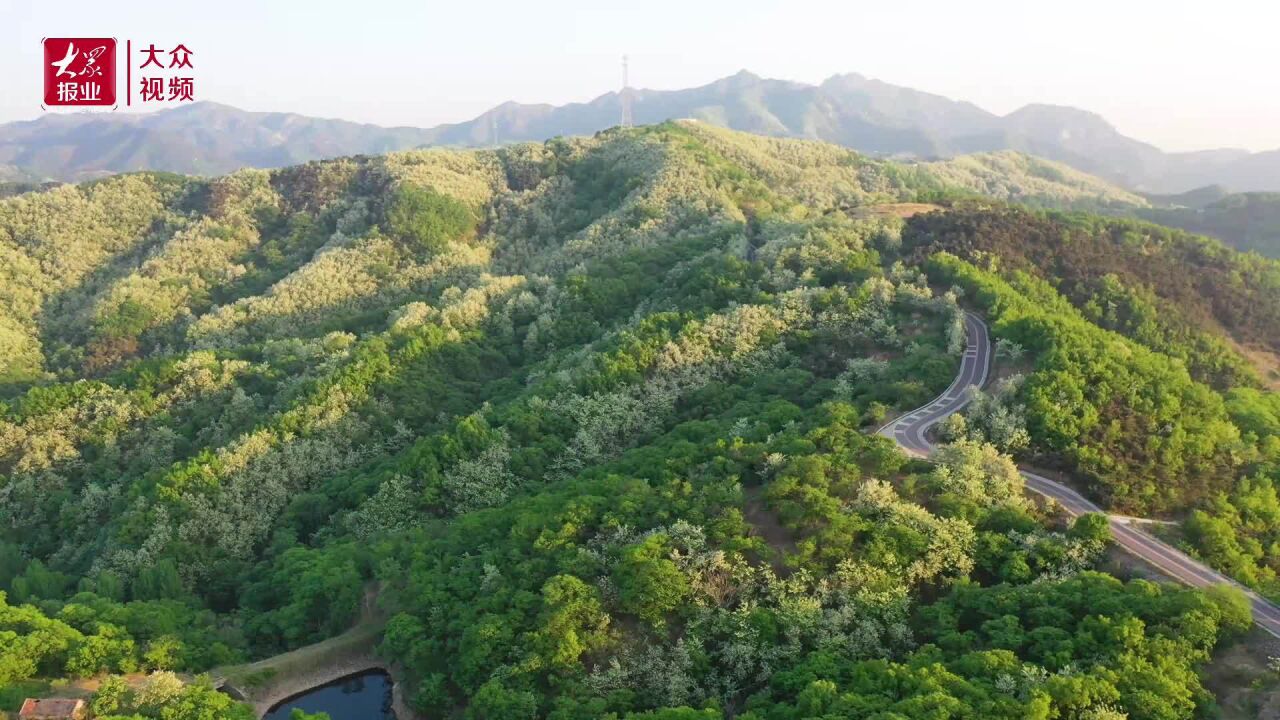 视频丨五莲槐花始盛开 九仙山万亩花田卷地来