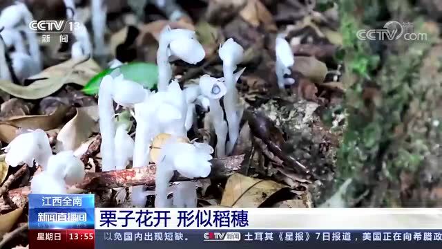 罕见!云南发现“国家近危级珍稀植物”水晶兰