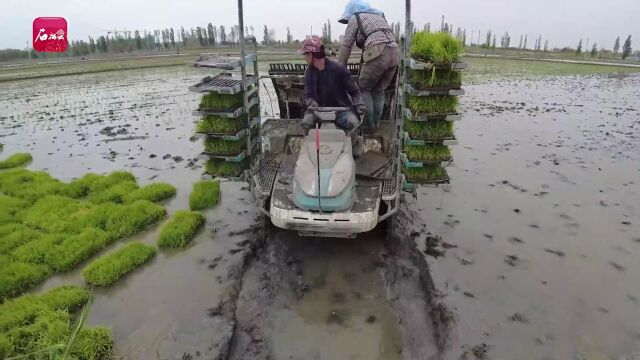 乌鲁木齐市米东区3.5万亩水稻开始插秧