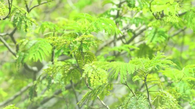 夏天夏季夏日唯美逆光小清新树影树叶绿叶实拍空镜头素材