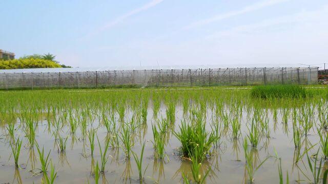 田里的水稻秧苗禾苗