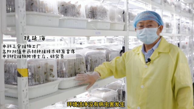 中科院博士带你探秘植物工厂有机中药材种植