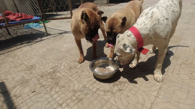 大型猛犬究竟能喝酒吗?晓炮今天带你一探究竟,这反应出乎意料