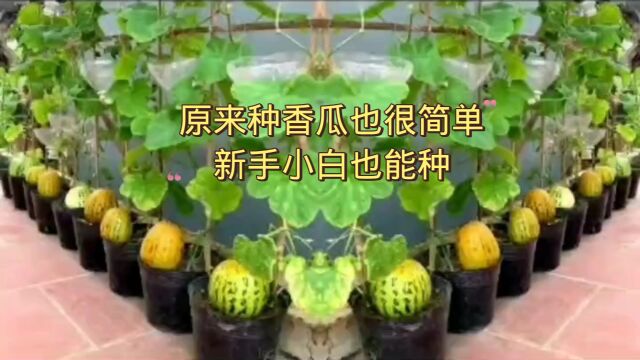 原来种甜瓜也很简单,新手小白也可以试试