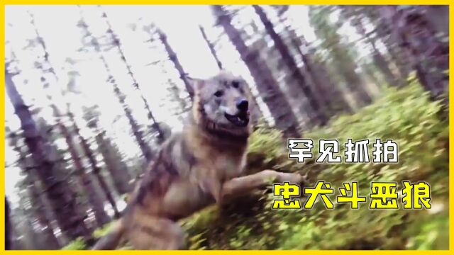 落单猎犬单挑两头野狼 第一视角下的动物大战!