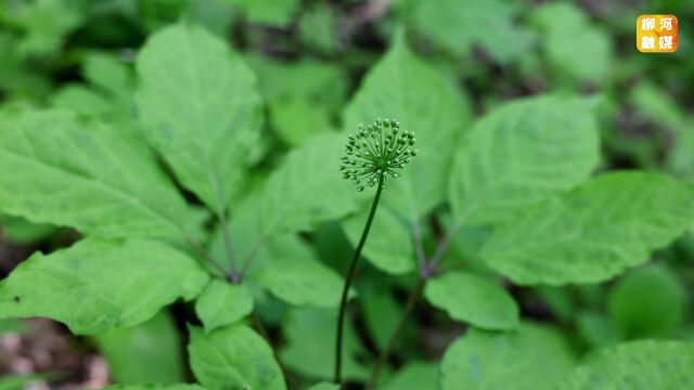 【最美人参花】柳河:参情有约,梦幻云岭