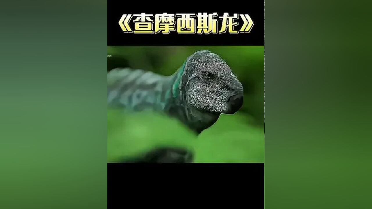 欧洲的侏儒恐龙—查摩西斯龙#查摩西斯龙#恐龙#古生物#动物世界