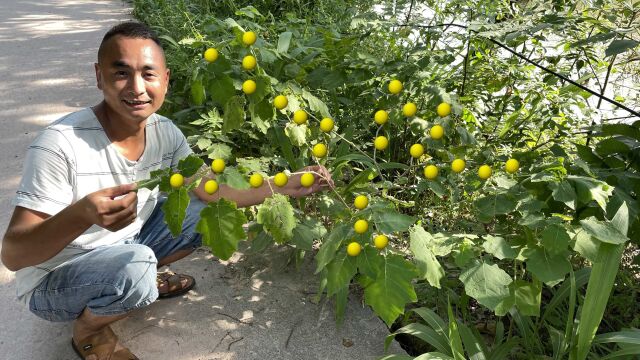 发大财啦!日本药厂以300元一斤大量收购“解毒果”,你家乡有吗