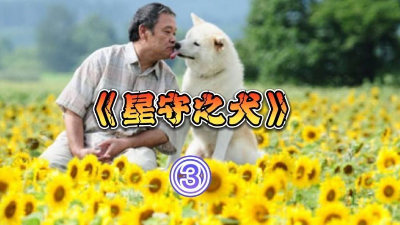 《星守之犬》03 他们的故事始于初见,终于江湖 真浪漫