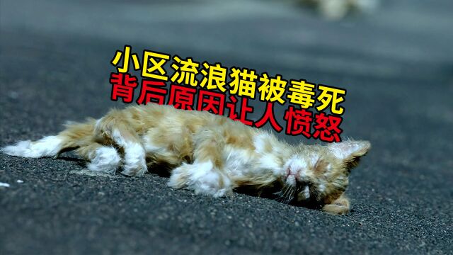 高分悬疑剧:小区流浪猫被毒死,背后原因让人愤怒!