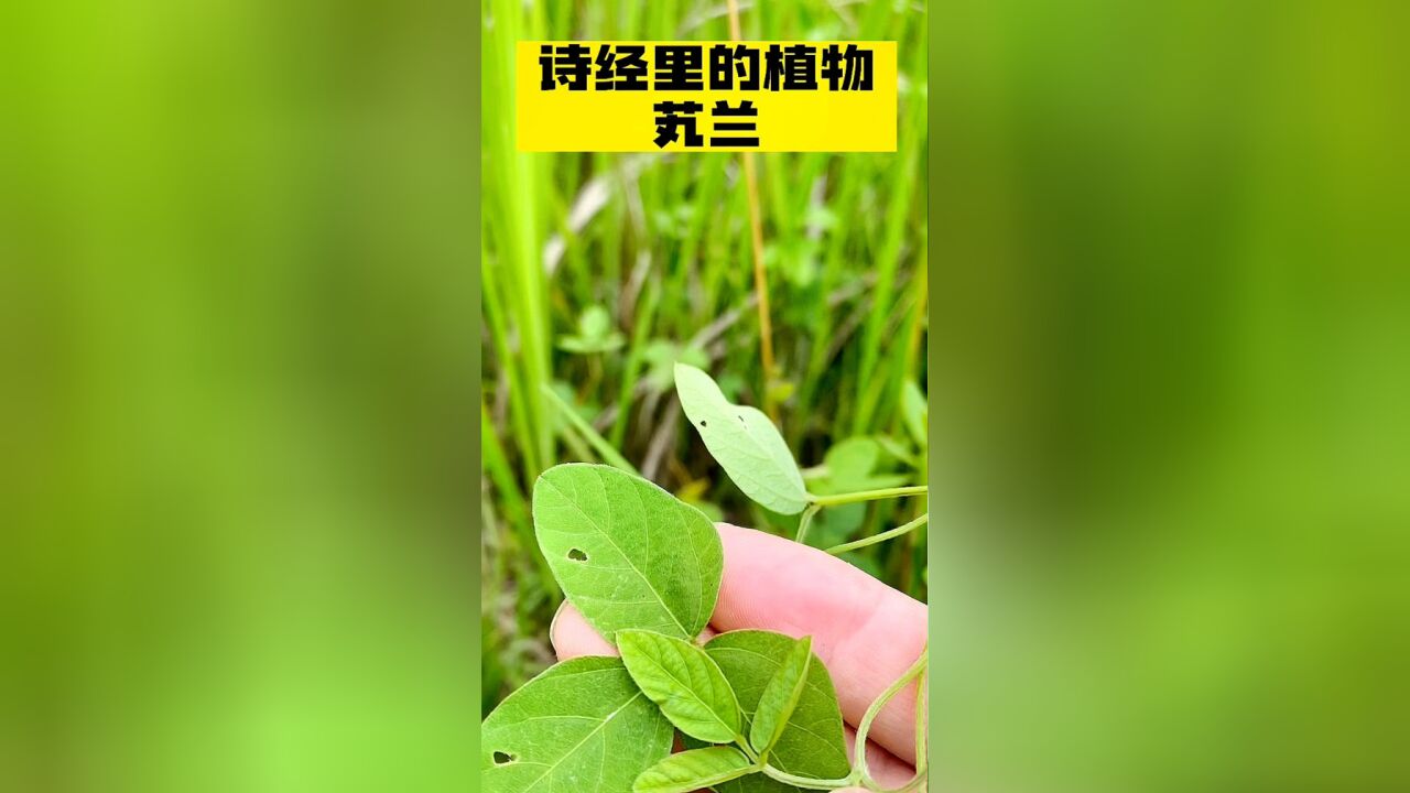 诗经里的植物芄兰:它长什么样子?可以吃吗?