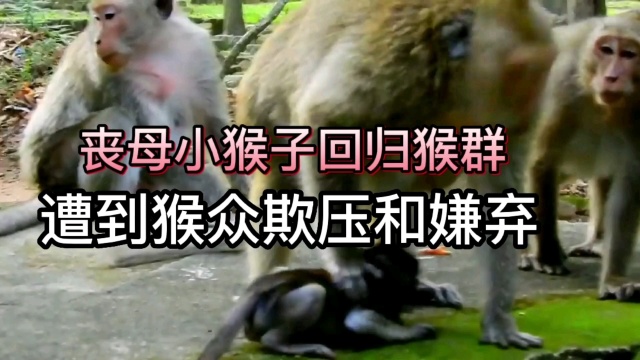 丧母小猴子回归猴群遭到猴众欺压和嫌弃