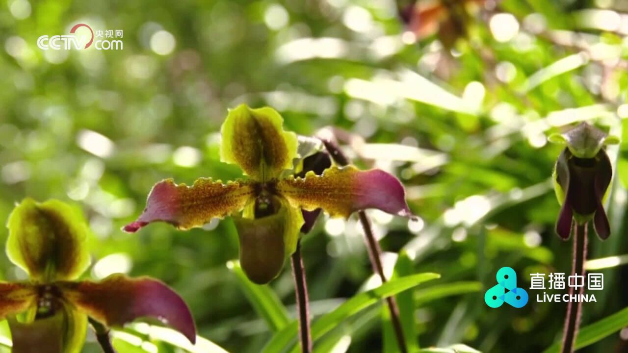 万物大自然 带叶兜兰:外形美观的珍稀植物