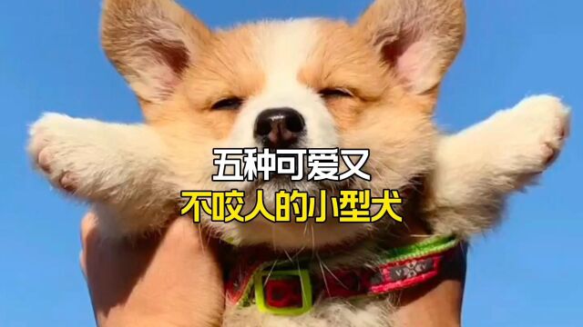 五种可爱又不咬人的小型犬