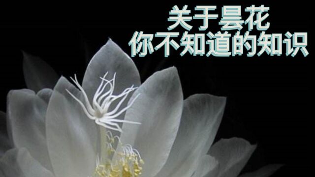 关于昙花,有哪些是你不知道