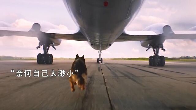 忠犬帕尔玛