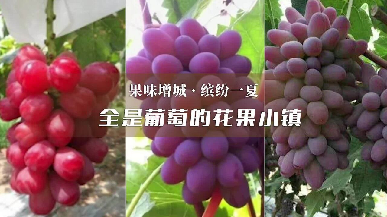 果味增城ⷧ𜤧𚷤𘀥䏼全是葡萄的花果小镇