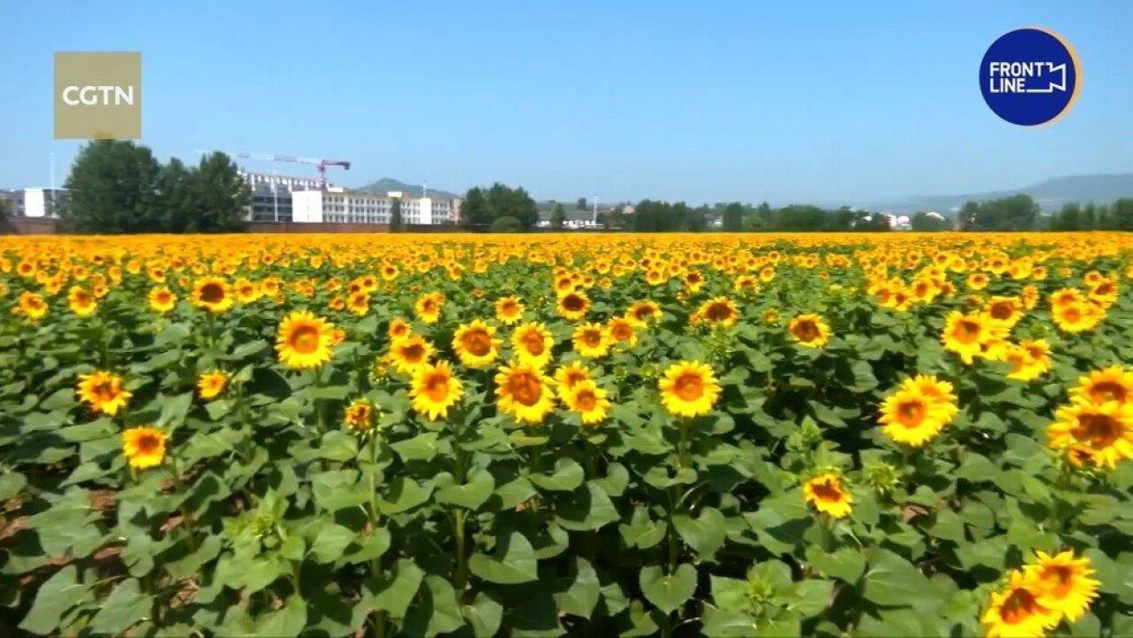 山西晋城向日葵花海绽放盛夏季节,山西晋城市的二百多亩向日葵花海进入了绽放期.快来打卡吧~