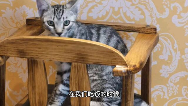 一只流浪的狸花猫