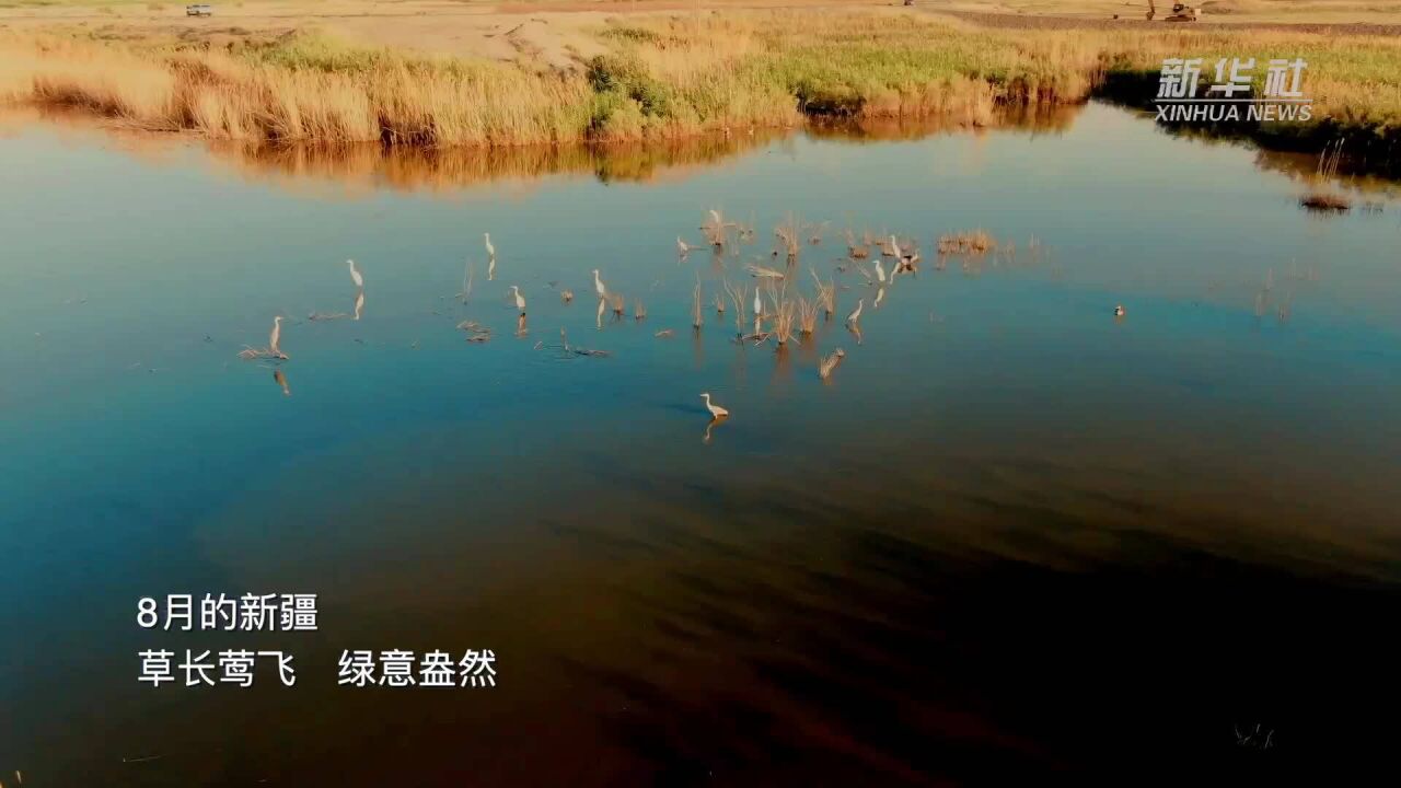 千城胜景|新疆呼图壁:生态湿地美 翩跹白鹭飞