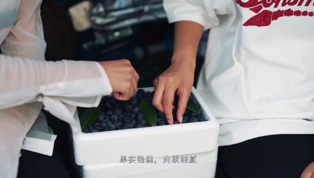 靖宇县:绘就乡村振兴“莓”好“蓝”图