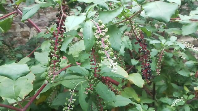 常见植物商陆