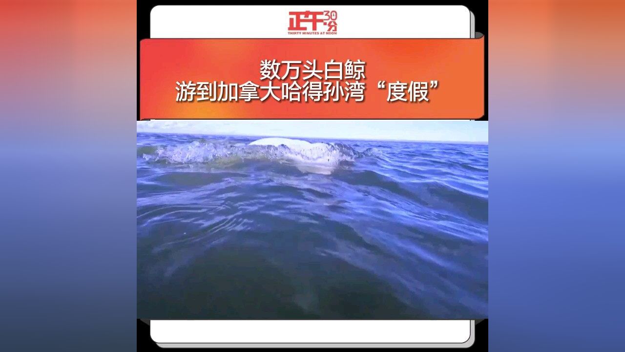 数万头白鲸游到加拿大哈得孙湾“度假”