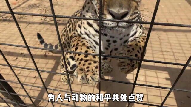 猎豹竟然能当宠物?国外小哥把猎豹当猫咪,网友留言也想要一只