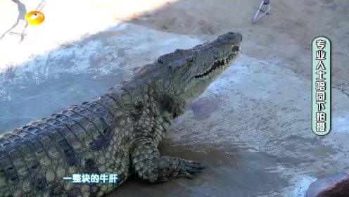 童趣大冒险：鳄鱼王现身夺食，一鳄当先无鳄可敌！