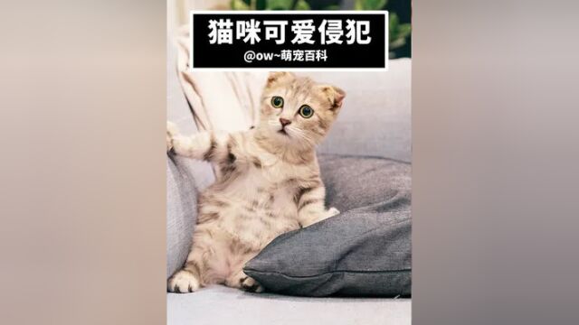 猫咪可爱侵犯 #萌宠 #猫 #喵星人 #治愈猫咪