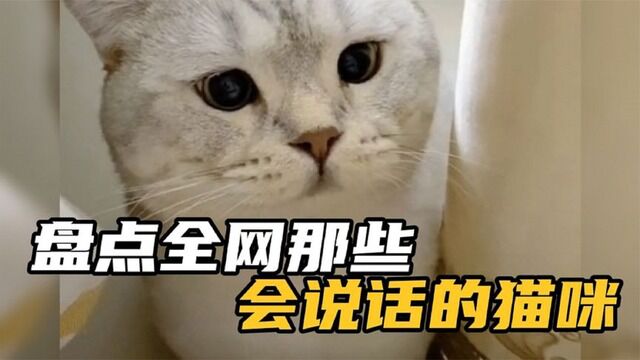 盘点全网那些会说话的猫咪,能和主人无障碍沟通,这是成精了吗?