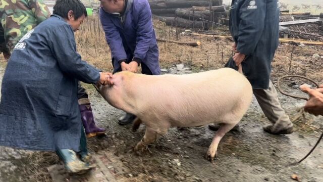 被6个屠夫拒绝的本地五角猪 5个壮丁使出了吃奶的劲 太精彩了