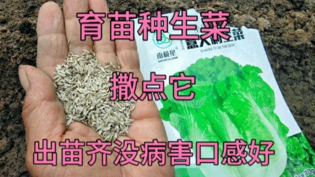 生菜什么时候种最好?种子上面盖点东西,出苗齐没病害口感好