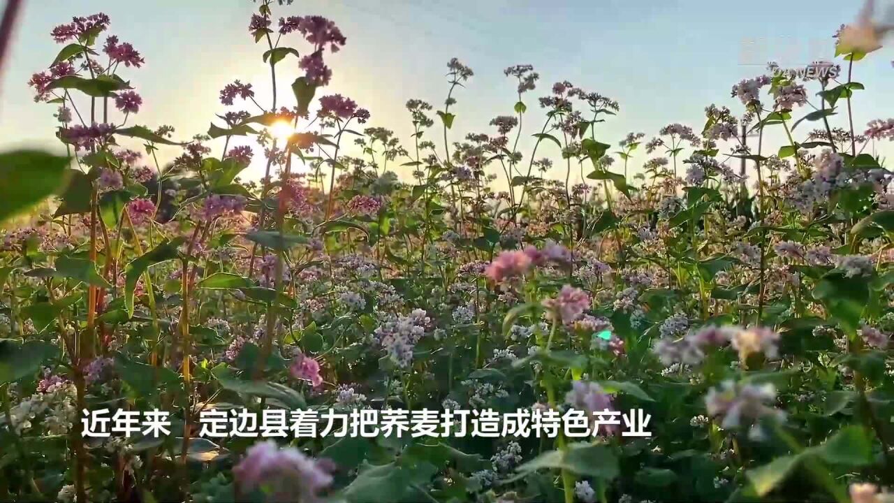 陕西定边99万亩荞麦花竞相绽放