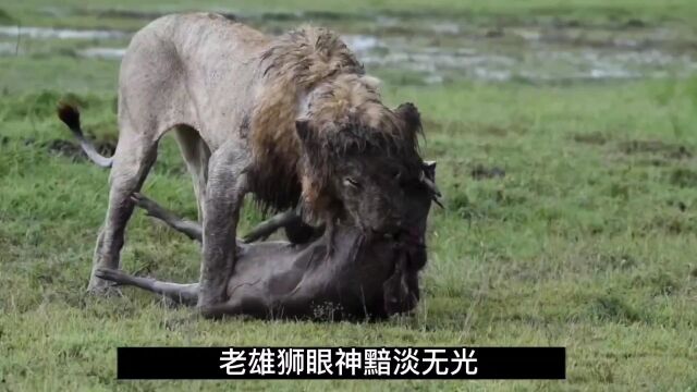 老雄狮后期生活太过凄惨,捕猎一身狼狈不堪,曾经雄风早已不在了