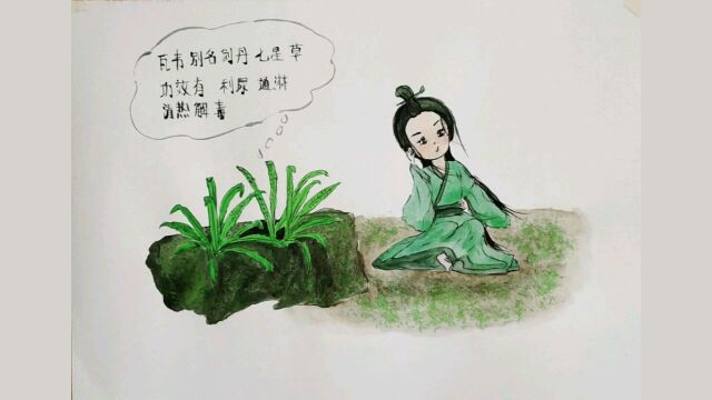 国风手绘拟人中药——瓦韦,在绘画中认识草本中药,瓦韦别名剑丹