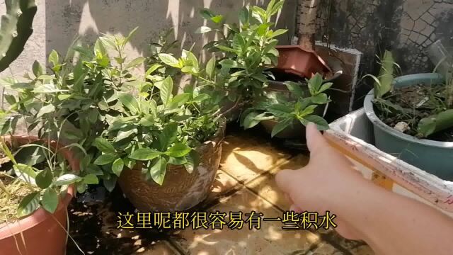 栀子花为什么不开花?原因找到了!第一步错了,多少肥料都白搭